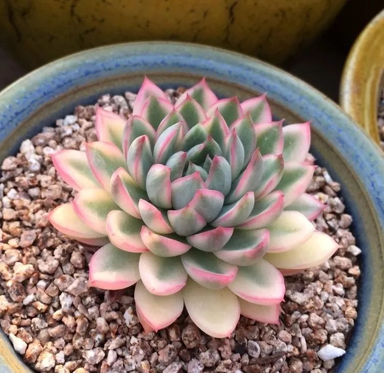 多肉錦怎么形成_多肉出錦的方法_怎么養(yǎng)出錦的多肉