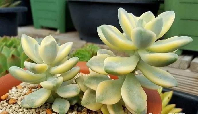 怎么養(yǎng)出錦的多肉_多肉錦怎么形成_多肉出錦的方法