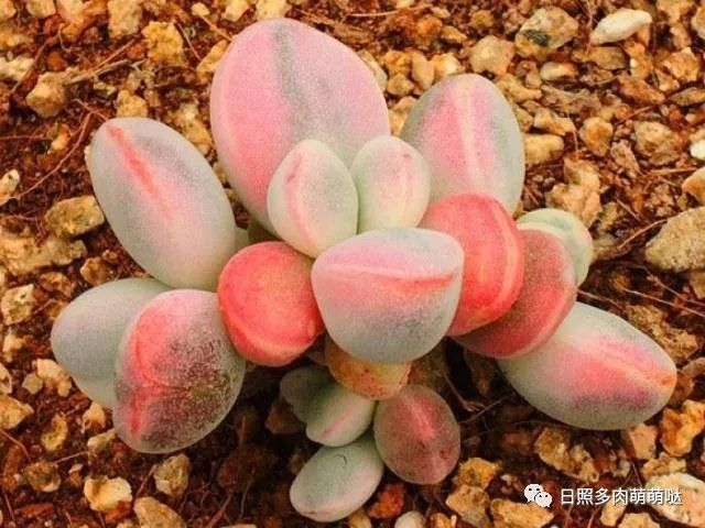 多肉錦怎么形成_多肉出錦的方法_怎么養(yǎng)出錦的多肉