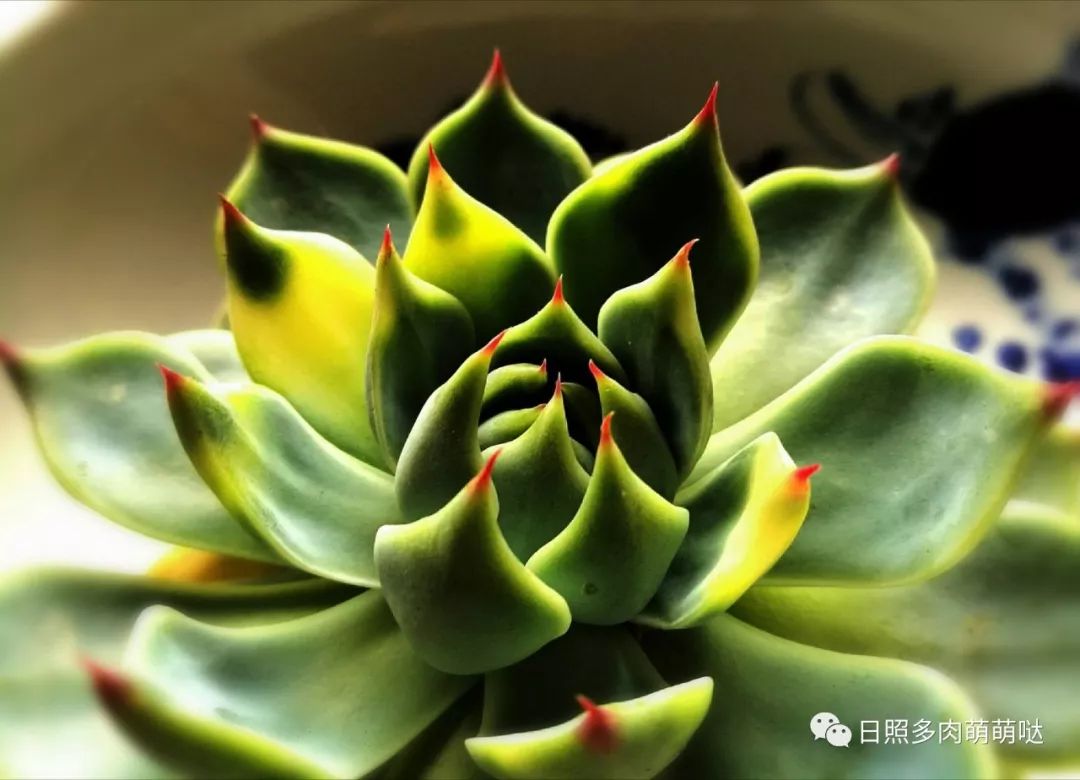 多肉出錦的方法_多肉錦怎么形成_怎么養(yǎng)出錦的多肉