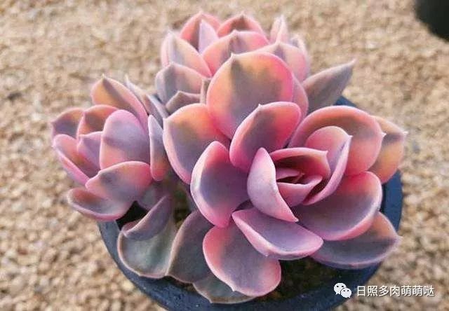 怎么養(yǎng)出錦的多肉_多肉出錦的方法_多肉錦怎么形成