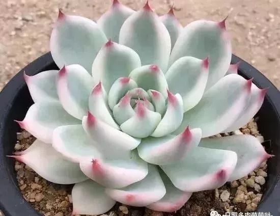 多肉錦怎么形成_多肉出錦的方法_怎么養(yǎng)出錦的多肉