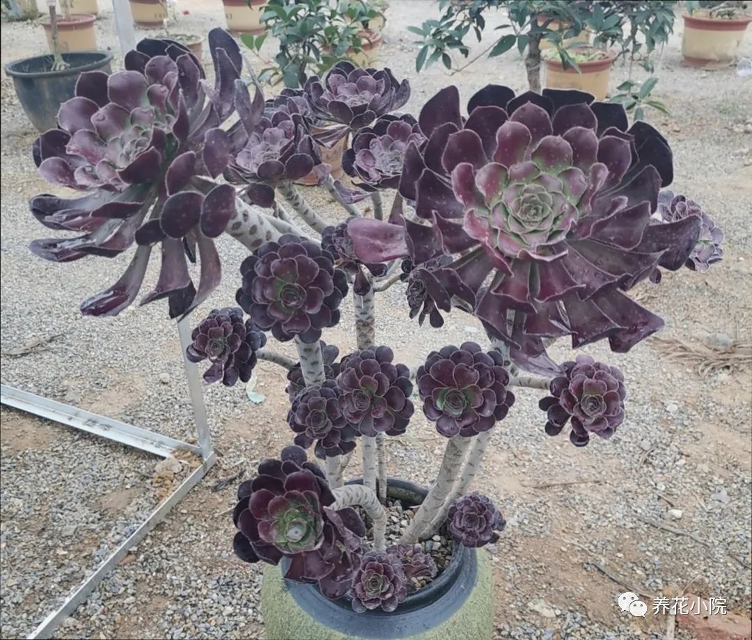 多肉黑法師的價格_多肉黑法師多少錢一盆_多肉黑法師好養嗎
