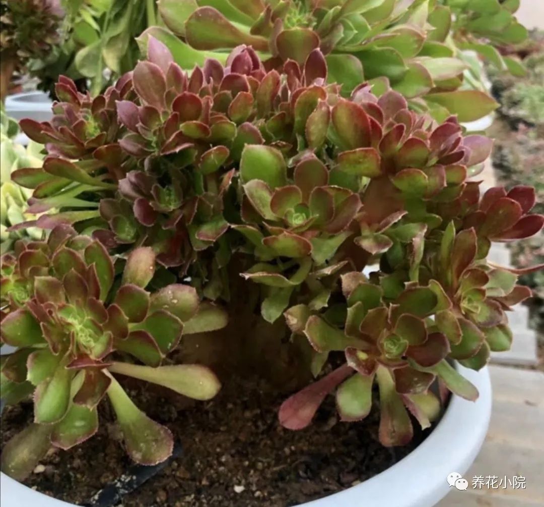 多肉黑法師的價格_多肉黑法師好養嗎_多肉黑法師多少錢一盆