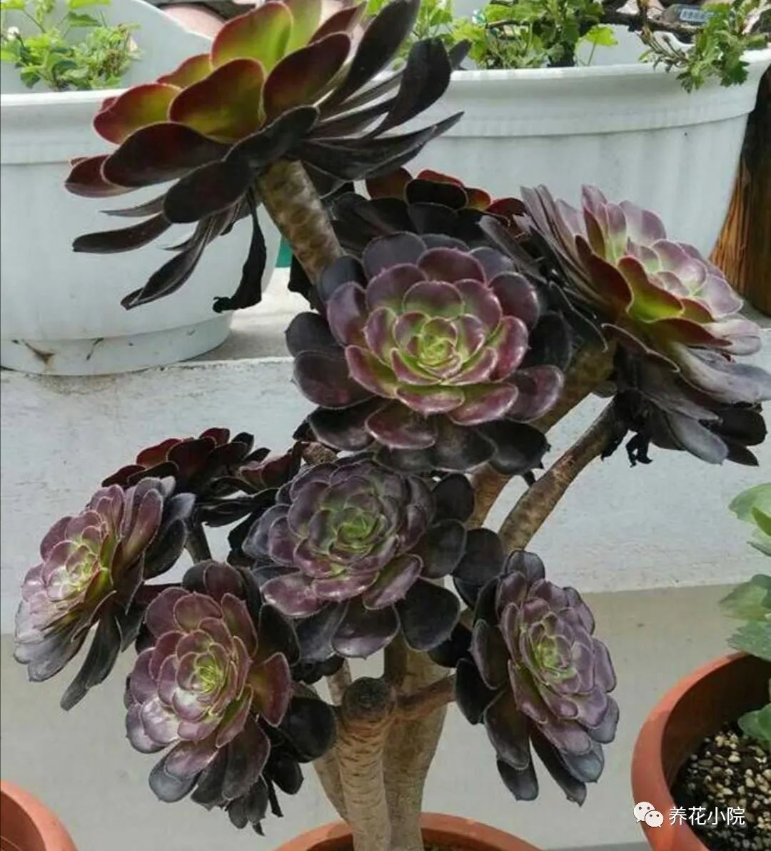 多肉黑法師的價格_多肉黑法師好養嗎_多肉黑法師多少錢一盆