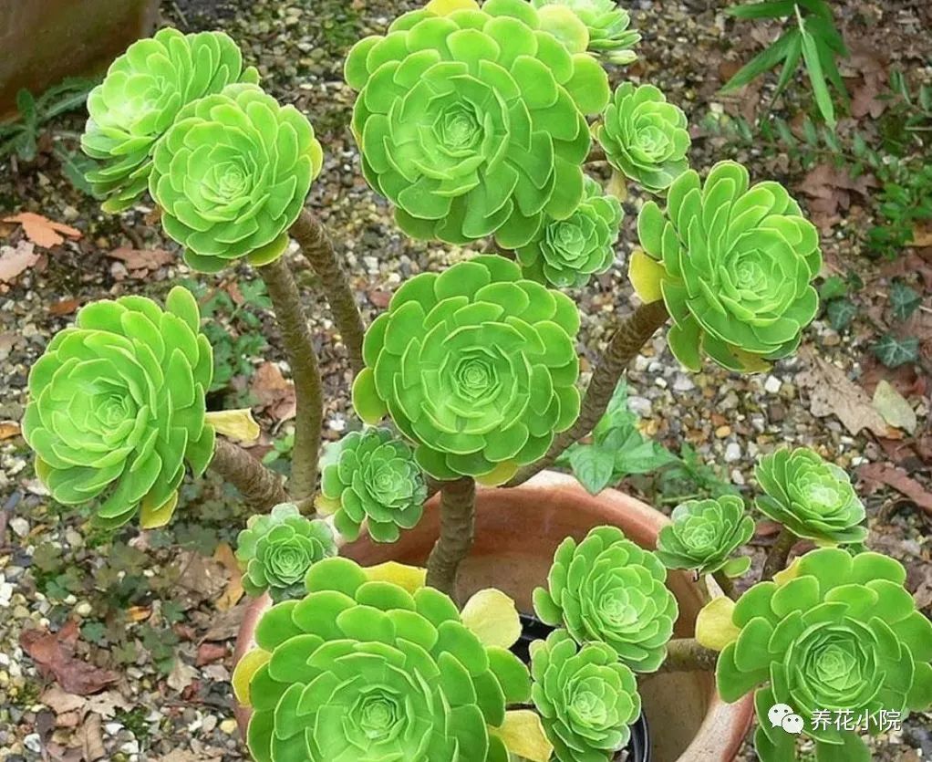 多肉黑法師的價格_多肉黑法師多少錢一盆_多肉黑法師好養嗎