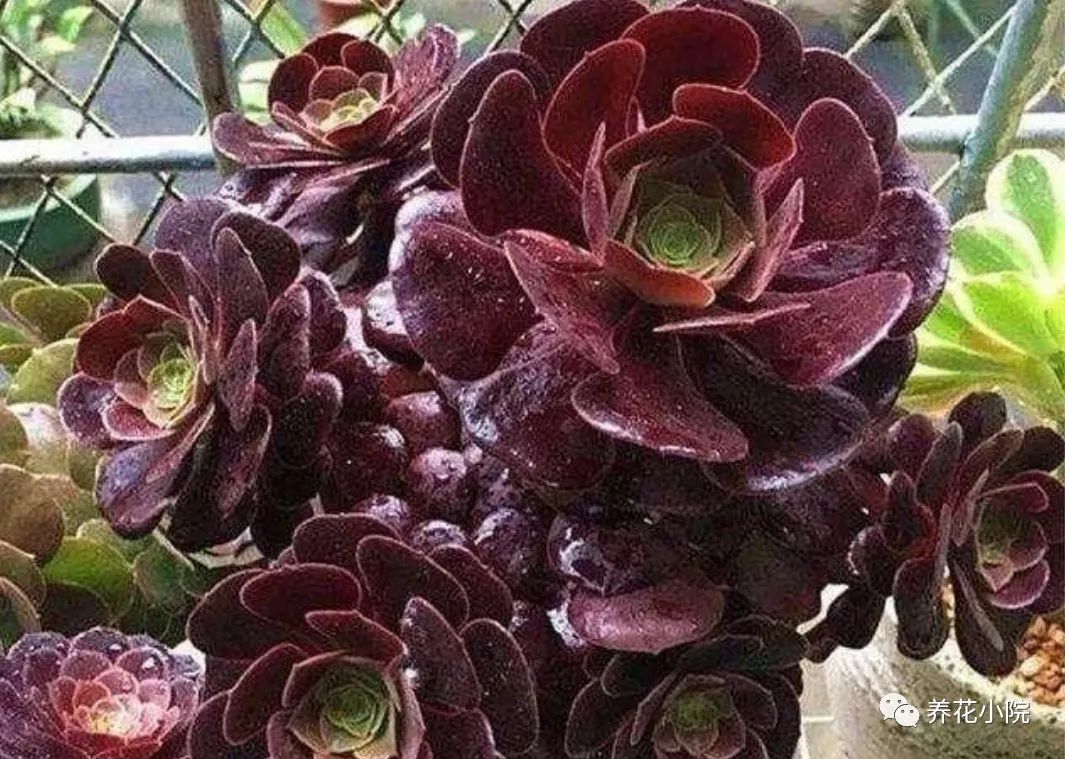 多肉黑法師多少錢一盆_多肉黑法師好養嗎_多肉黑法師的價格