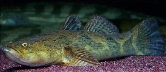 觀賞魚羅非魚是什么魚_觀賞魚羅非魚是淡水魚嗎_羅非魚是觀賞魚嗎