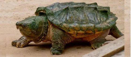 羅非魚是觀賞魚嗎_觀賞魚羅非魚是淡水魚嗎_觀賞魚羅非魚是什么魚