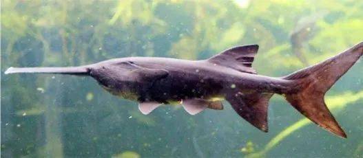 羅非魚是觀賞魚嗎_觀賞魚羅非魚是淡水魚嗎_觀賞魚羅非魚是什么魚