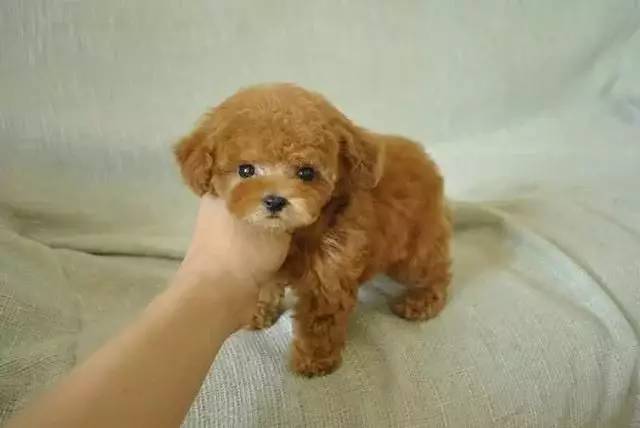 泰迪狗好養(yǎng)嗎_泰迪狗好不好養(yǎng)活_養(yǎng)狗養(yǎng)泰迪好嗎