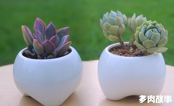 多肉越養(yǎng)越“散”，原因在這里！