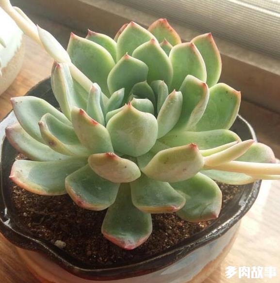 多肉長了很多小頭_頭多肉長很多小白點_頭多肉長很多小疙瘩