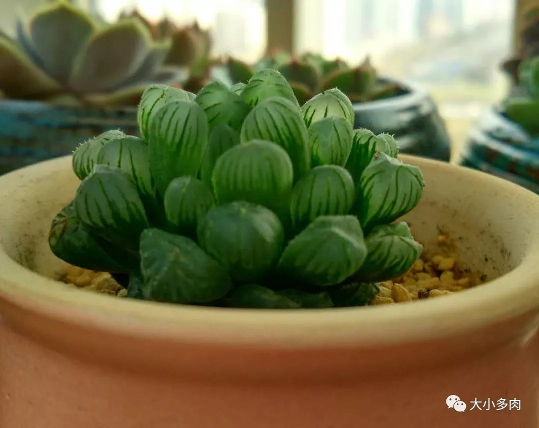 多肉白色根上長了小白須_多肉根系長白色的_多肉長白色根須