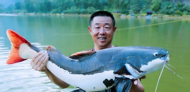 招財貓鯰魚_觀賞招財貓鯰魚魚苗圖片_觀賞魚鯰魚招財貓