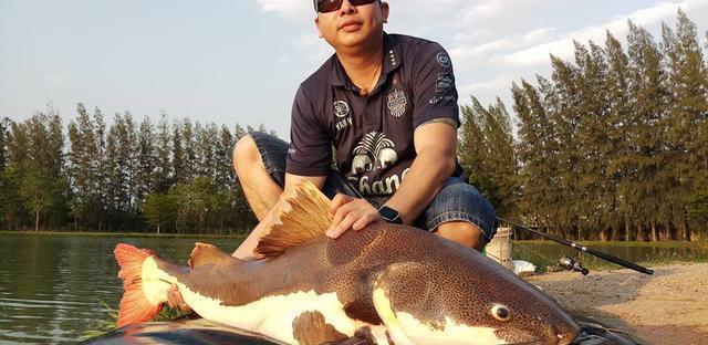 觀賞招財貓鯰魚魚苗圖片_招財貓鯰魚_觀賞魚鯰魚招財貓