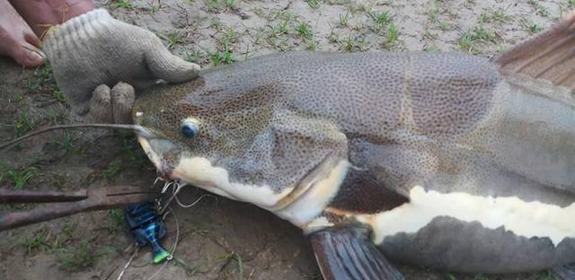觀賞招財貓鯰魚魚苗圖片_招財貓鯰魚_觀賞魚鯰魚招財貓