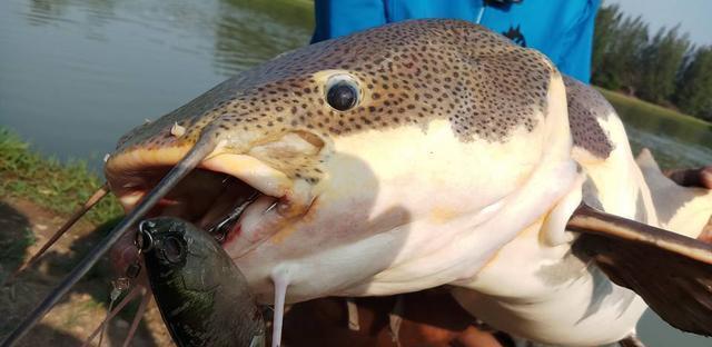 觀賞魚鯰魚招財貓_招財貓鯰魚_觀賞招財貓鯰魚魚苗圖片