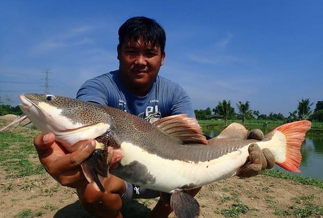 招財貓鯰魚_觀賞魚鯰魚招財貓_觀賞招財貓鯰魚魚苗圖片
