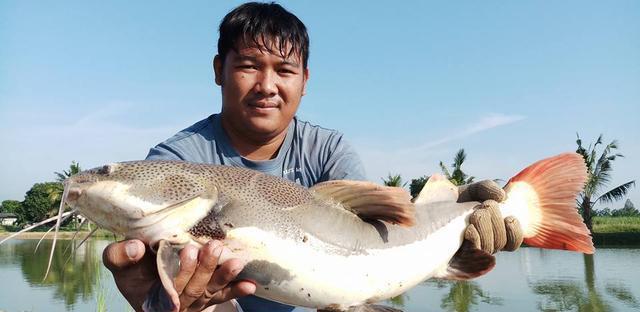 觀賞魚鯰魚招財貓_招財貓鯰魚_觀賞招財貓鯰魚魚苗圖片