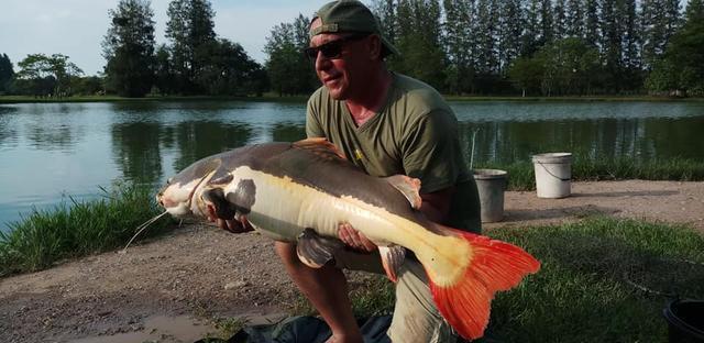 觀賞魚鯰魚招財貓_觀賞招財貓鯰魚魚苗圖片_招財貓鯰魚