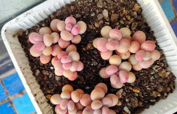 多肉白石頭鋪面_多肉白色鋪面石_多肉白石子鋪面好不好