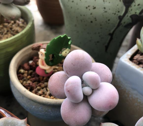 多肉白色鋪面石_多肉白石子鋪面好不好_多肉白石頭鋪面