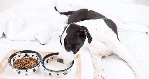 小狗牛奶喝可以長胖嗎_小狗狗能喝牛奶_小狗喝牛奶可以嗎