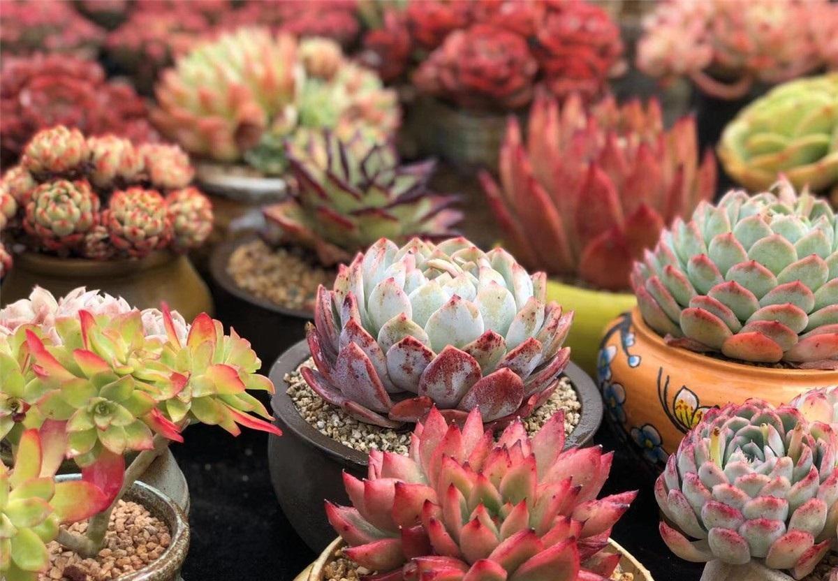 這“7種”多肉植物，養肉“新手”也能養活