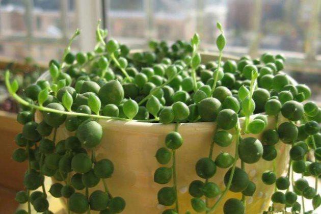 多肉長得很好_多肉長得特別長怎么辦_多肉長得差不多