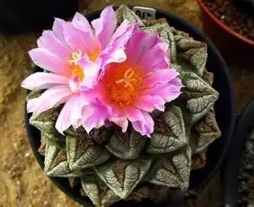 紅色的多肉怎么養_本身就是紅色的多肉_紅色多肉寓意