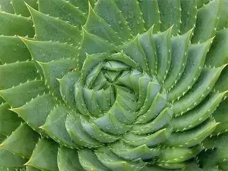 紅色的多肉怎么養_紅色多肉寓意_本身就是紅色的多肉