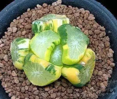 本身就是紅色的多肉_紅色多肉寓意_紅色的多肉怎么養