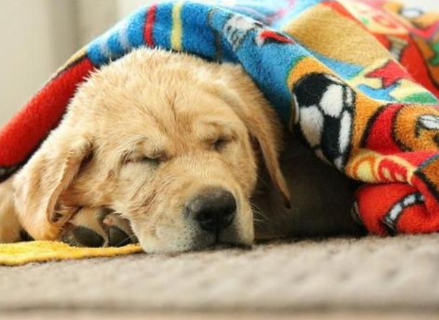 狗抖身體會抖出什么嗎_狗狗身體一直在顫抖是為什么_狗抖動身體是什么意思