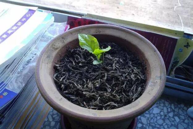 室外養多肉的方法_室外室內養多肉可以嗎_多肉在室內還是室外養