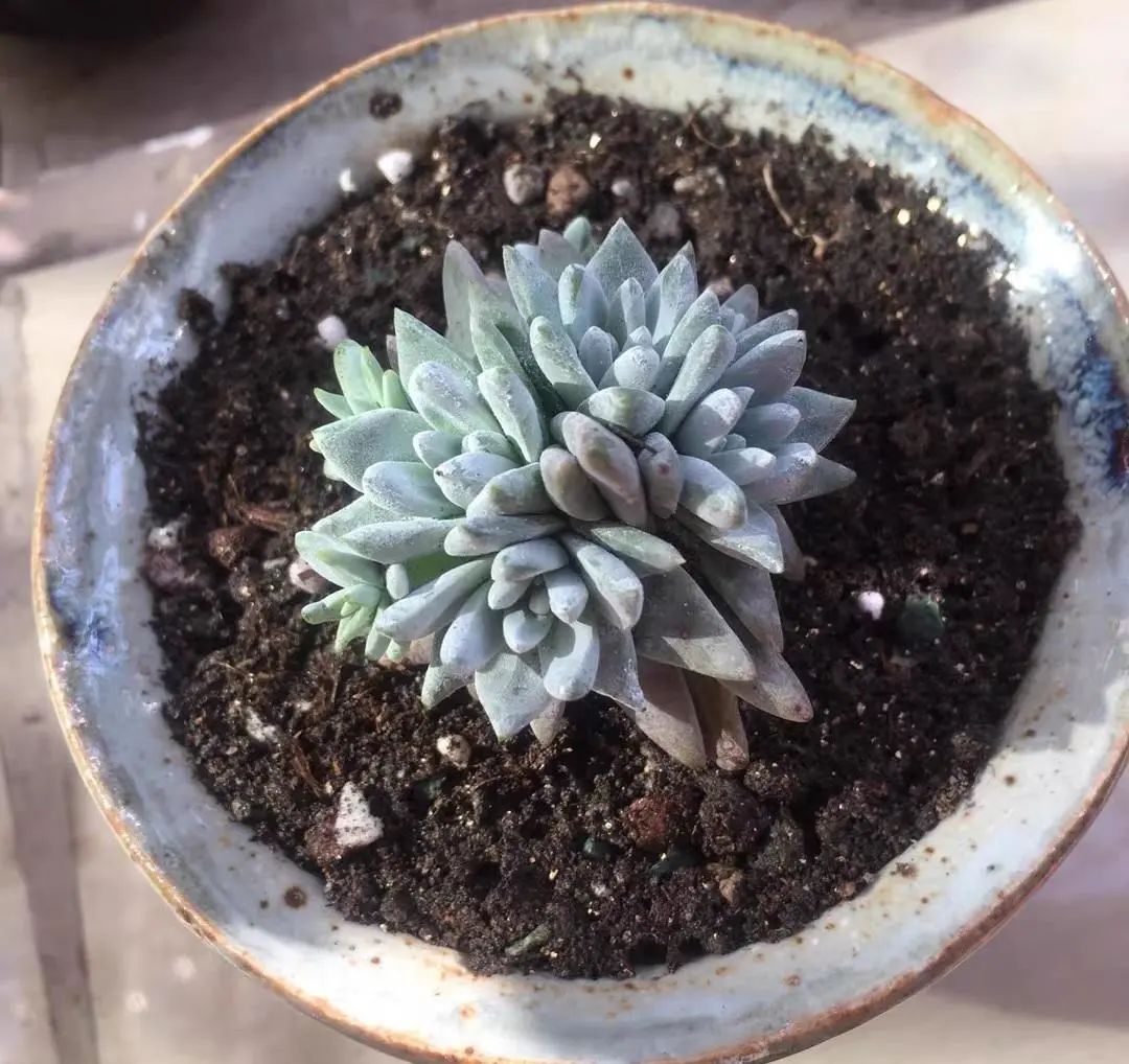 都說椰糠土好用，是真的嗎？種花行，種多肉