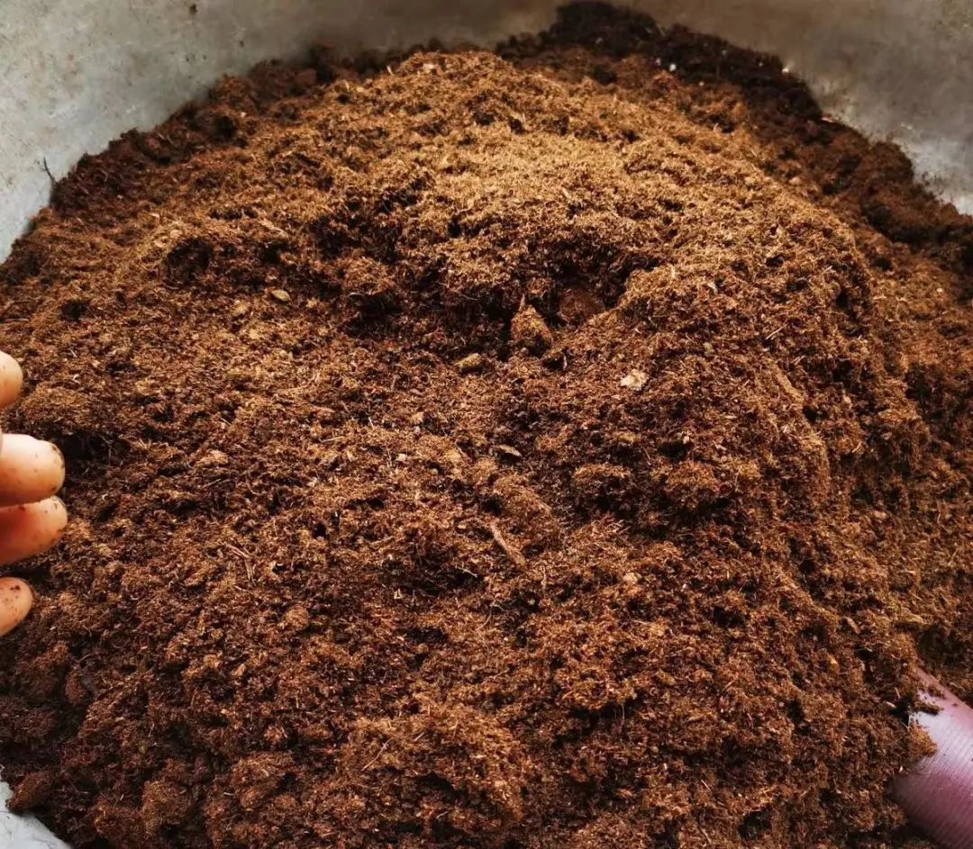 多肉泥炭土_純泥炭土種多肉_多肉植物泥炭土