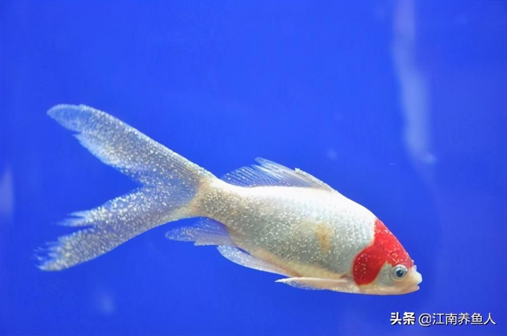 觀賞常見疾病魚有哪些_觀賞魚常見疾病_觀賞常見疾病魚類有哪些