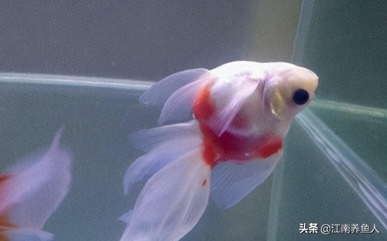 觀賞常見疾病魚類有哪些_觀賞常見疾病魚有哪些_觀賞魚常見疾病