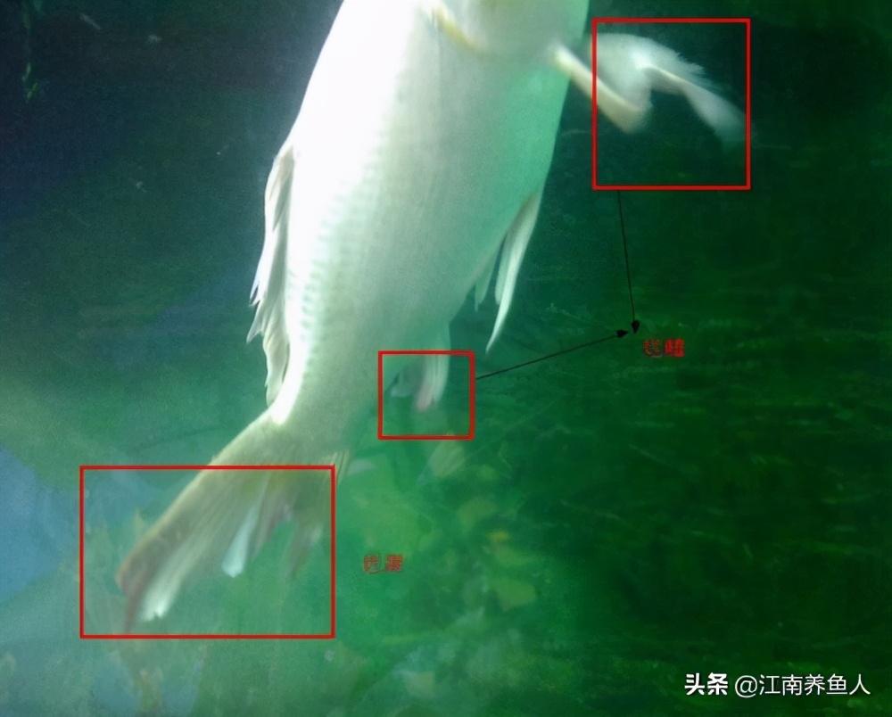 觀賞常見疾病魚類有哪些_觀賞常見疾病魚有哪些_觀賞魚常見疾病