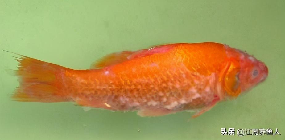 觀賞常見疾病魚類有哪些_觀賞常見疾病魚有哪些_觀賞魚常見疾病