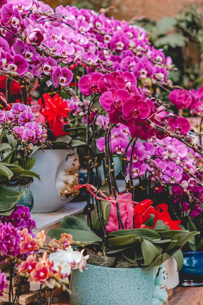 重慶買觀賞魚的地方是_重慶觀賞魚_重慶當地魚