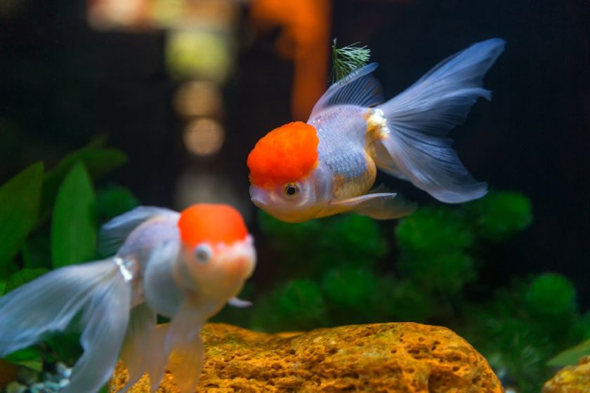 重慶觀賞魚_重慶當地魚_重慶買觀賞魚的地方是