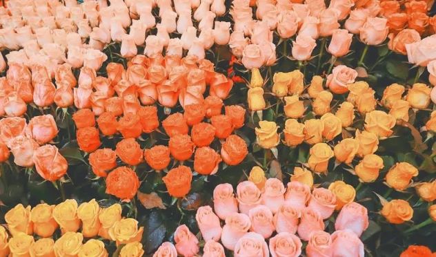 重慶觀賞魚_重慶當地魚_重慶買觀賞魚的地方是