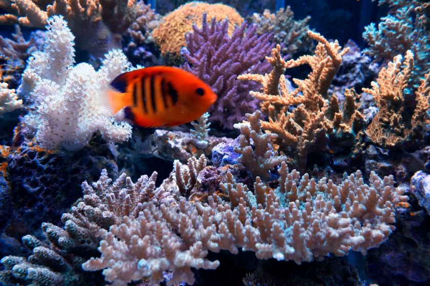 重慶買觀賞魚的地方是_重慶當地魚_重慶觀賞魚