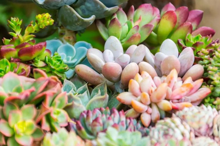 重慶當地魚_重慶觀賞魚_重慶買觀賞魚的地方是