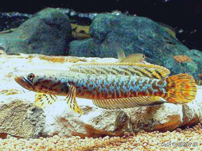 觀賞魚吃魚食嗎_觀賞魚吃啥_不吃魚的觀賞魚