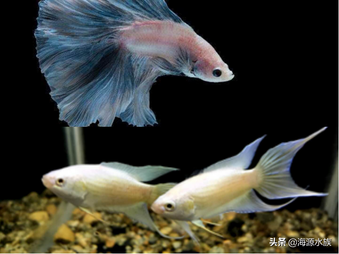 觀賞魚吃魚食嗎_觀賞魚吃啥_不吃魚的觀賞魚