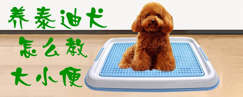 養(yǎng)泰迪犬怎么教大小便