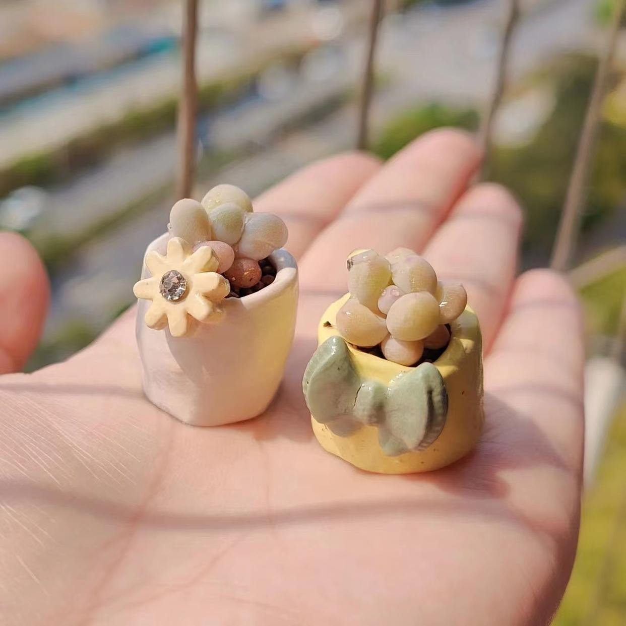 多肉澆水壺怎么用_澆水專用多肉壺圖片_多肉專用澆水壺